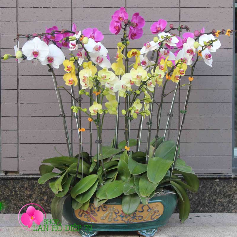 Chậu lan hồ điệp tặng khách hàng PMS-89