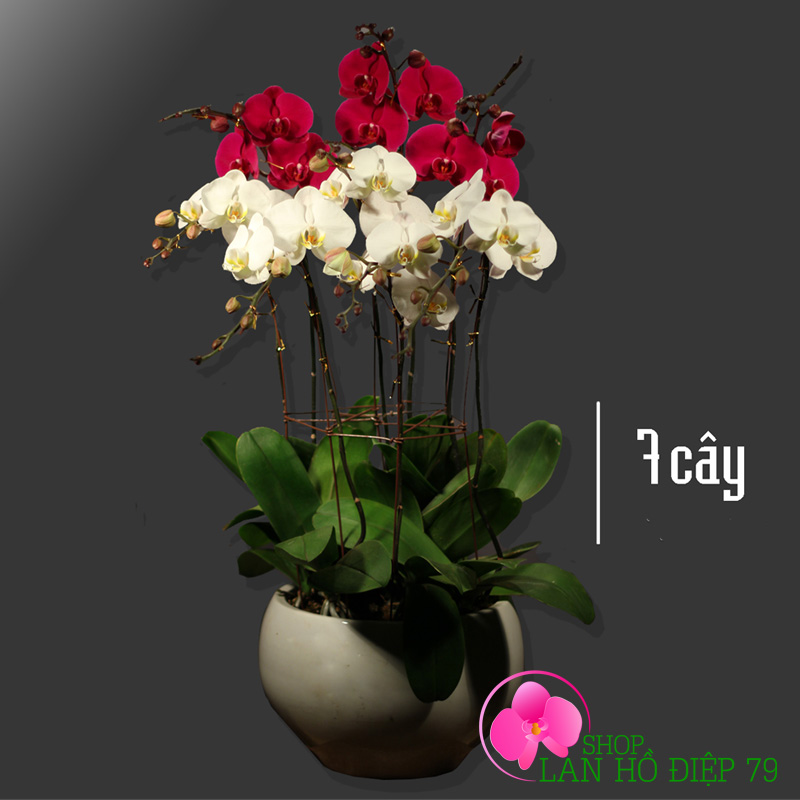 Chậu lan hồ điệp tặng khách hàng vip 7 cành trắng tím PMS-34