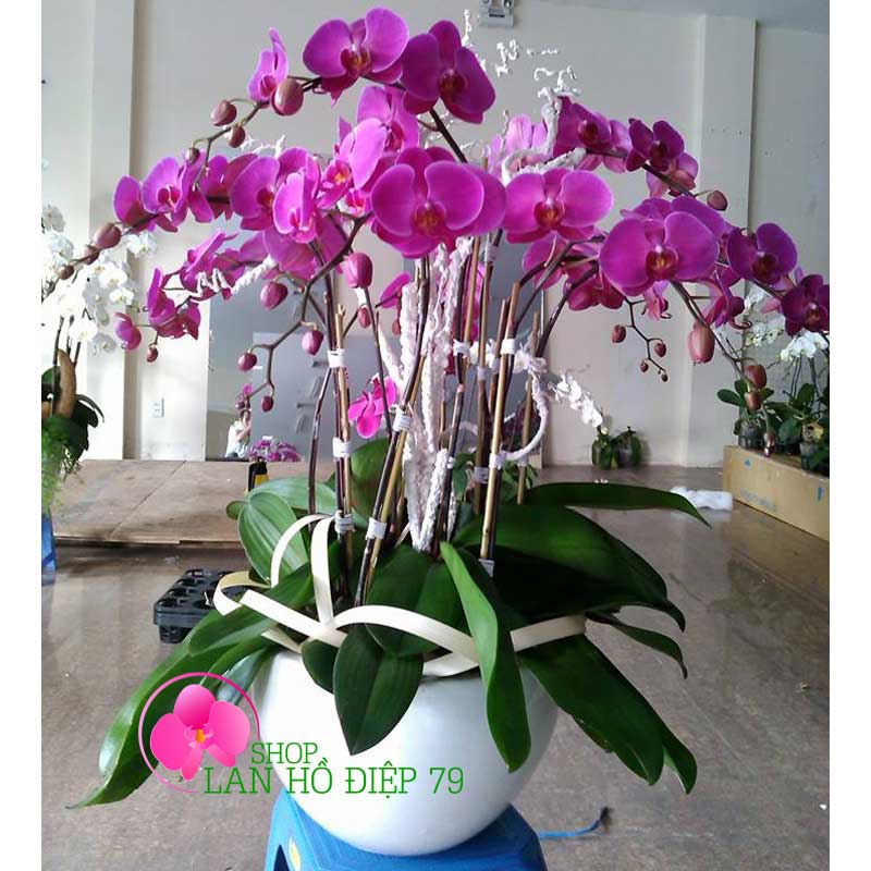 Chậu lan hồ điệp tặng mẹ ngày 8-3 ghép 7 cành tím TMS-39