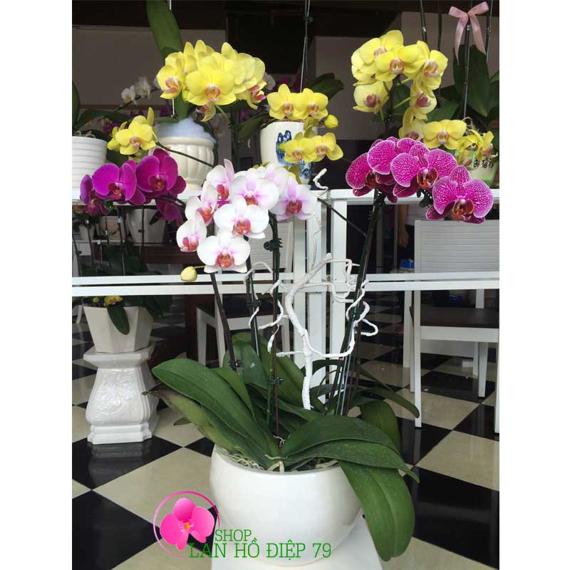Chậu lan hồ điệp tặng ngày doanh nhân việt nam PMS-115