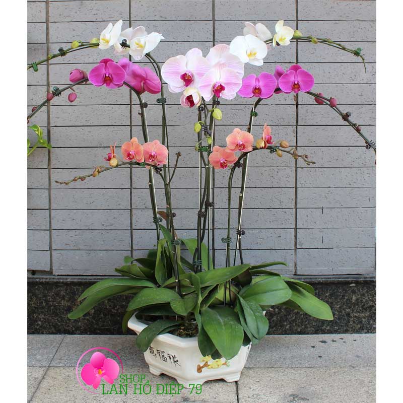 Chậu lan hồ điệp tặng thầy cô ngày 20/11 PMS-113