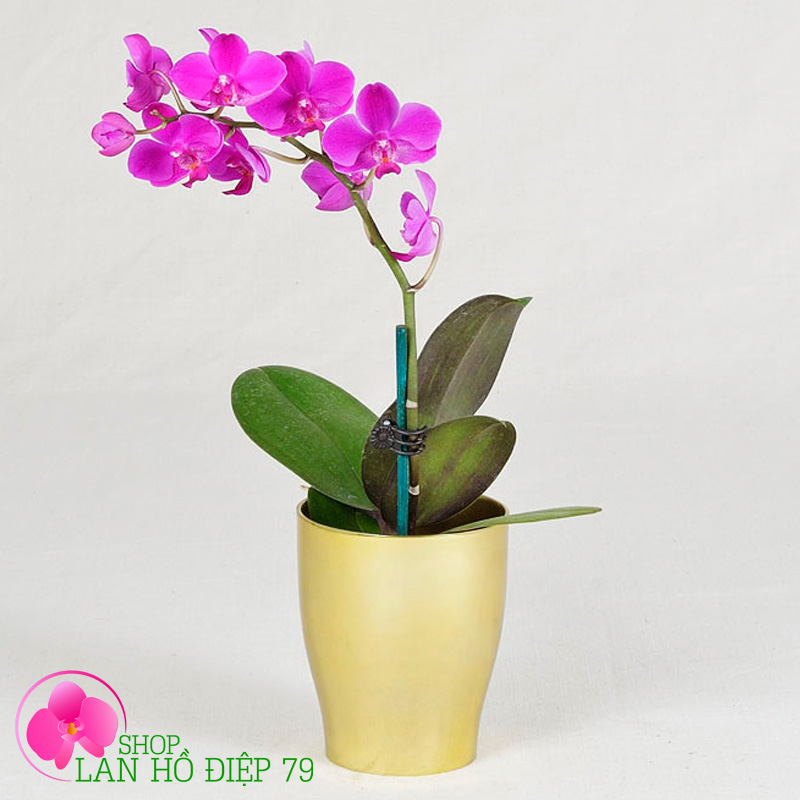 Chậu lan hồ điệp tím 1 cành lẻ loi TMS-05