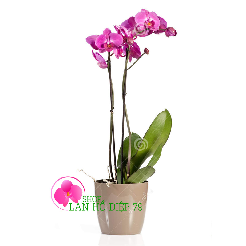 Chậu lan hồ điệp tím 1 cây 2 vòi TMS-50