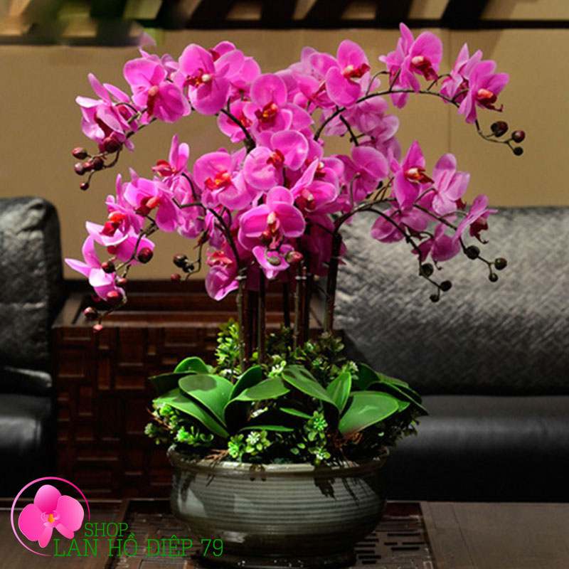 Chậu lan hồ điệp tím 10 cành sung túc TMS-01