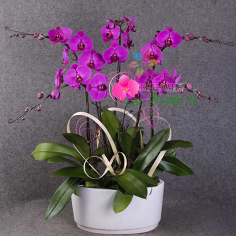 Chậu lan hồ điệp tím tặng quà sinh nhật 5 cành TMS-26