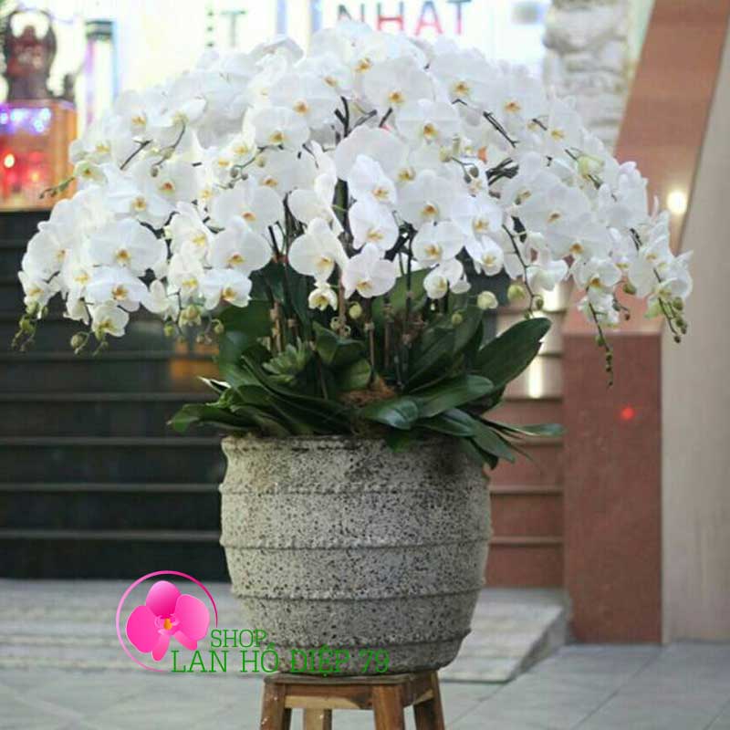 Chậu lan hồ điệp to 50 cành màu trắng TRMS-01