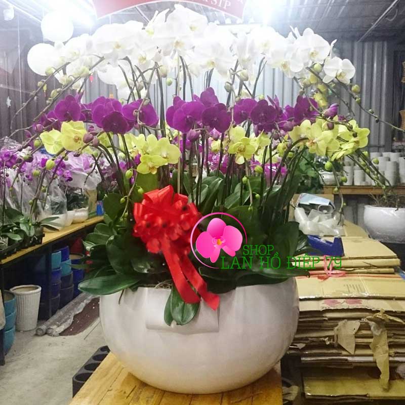 Chậu lan hồ điệp trưng tết 30 cành sung túc PMS-70