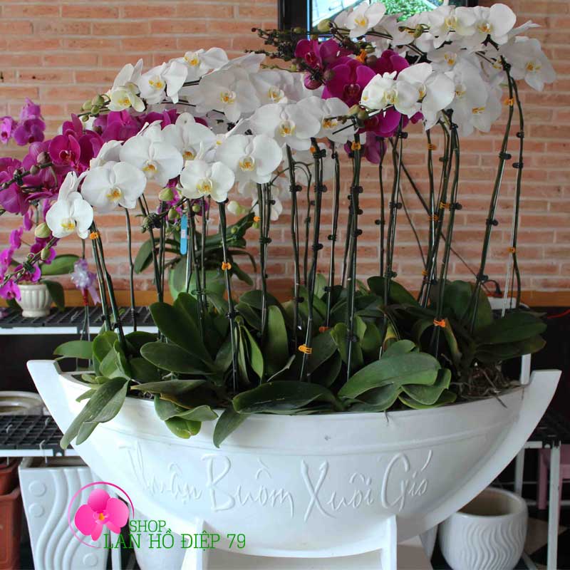 Chậu lan hồ điệp văn phòng PMS-80