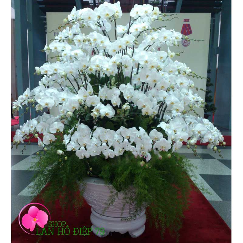 Chậu lan hồ điệp vip 101 cành sang trọng TRMS-110
