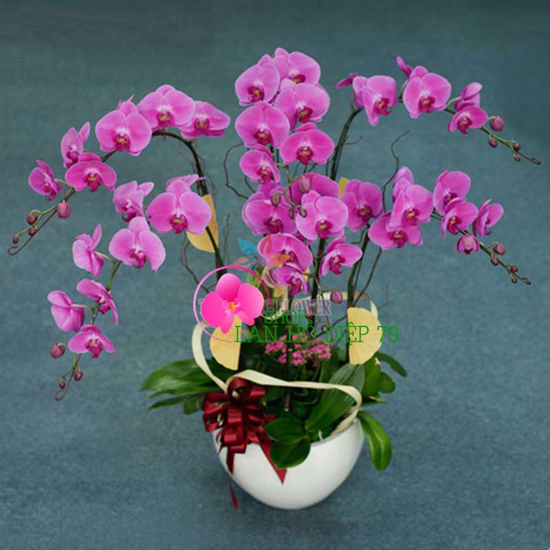 Giá bán lan hồ điệp đài loan chậu 6 cành tím TMS-24