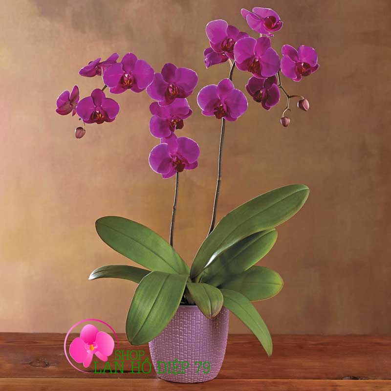 Hoa lan hồ điệp đài loan 2 cành tím TMS-20