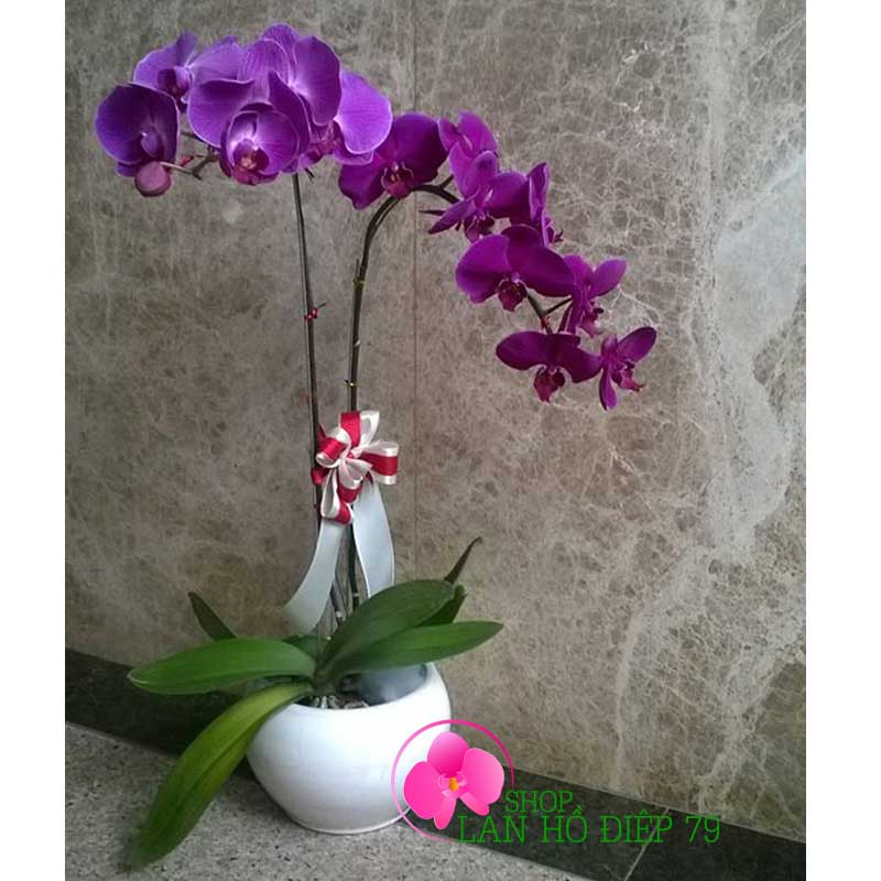 Lan hồ điệp 2 cành TMS-44