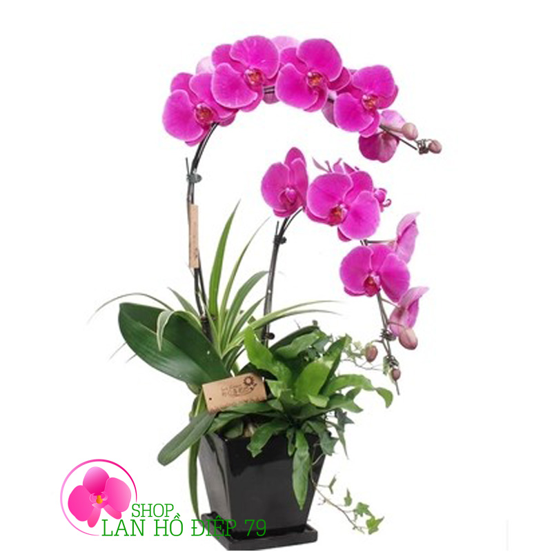 Lan hồ điệp chậu giá rẻ 2 cành tím TMS-56