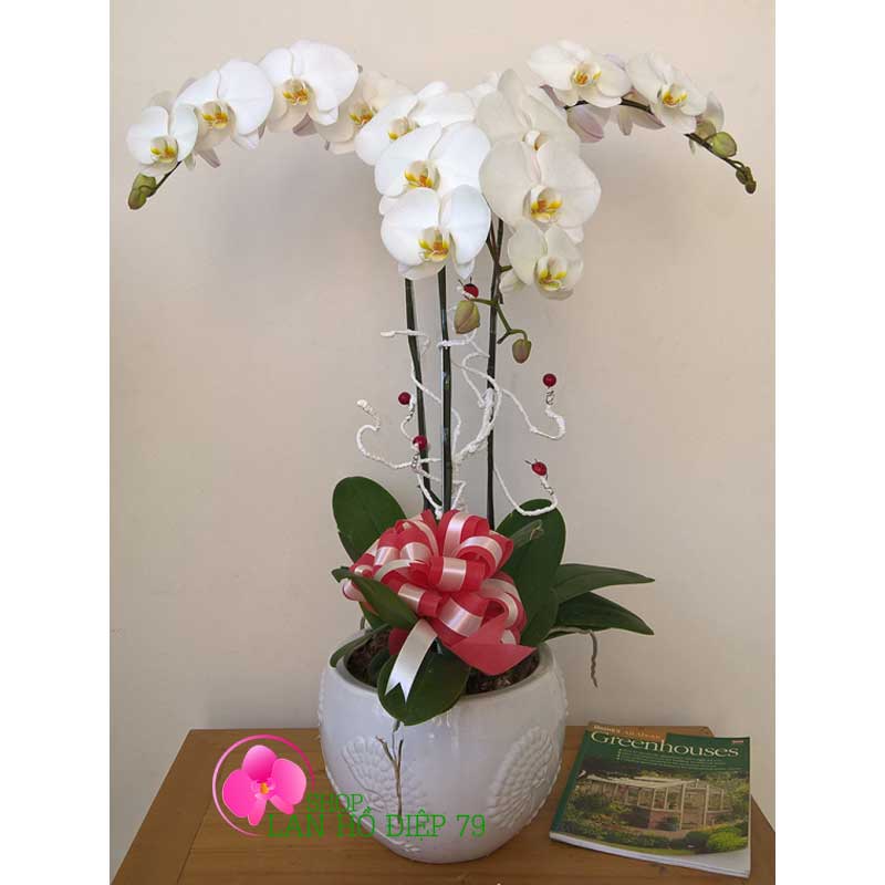 Lan hồ điệp chậu TRMS-112