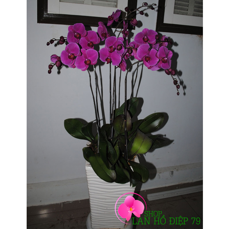Lan hồ điệp chúc mừng ngày 8/3 ghép 5 cành tím TMS-15