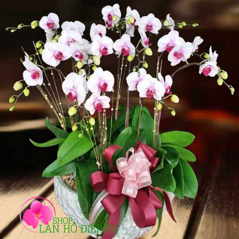 Lan hồ điệp chúc mừng TRMS-76