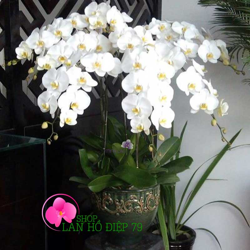 Lan hồ điệp chúc mừng TRMS-78