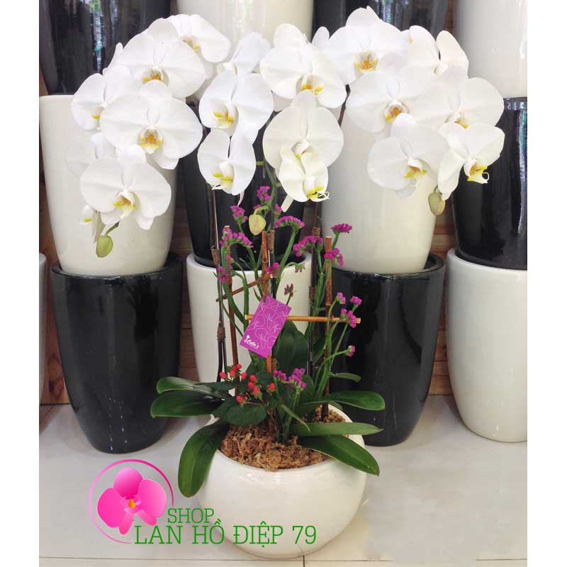 Lan hồ điệp đà lạt TRMS-70