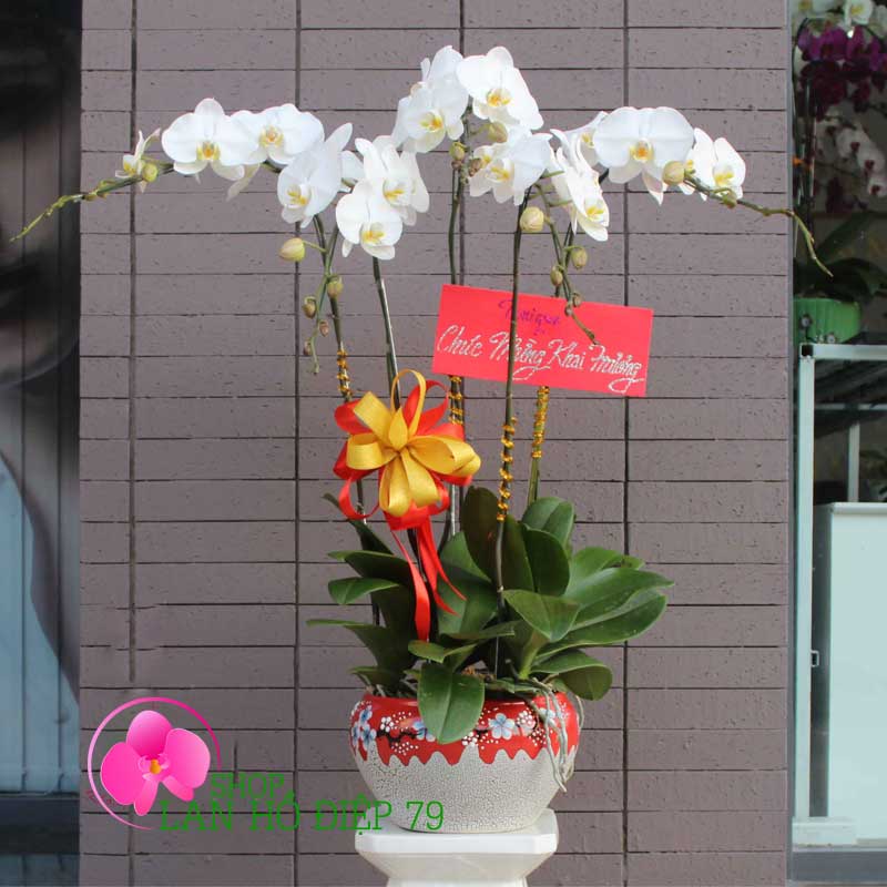 Lan hồ điệp giá rẻ TRMS-18