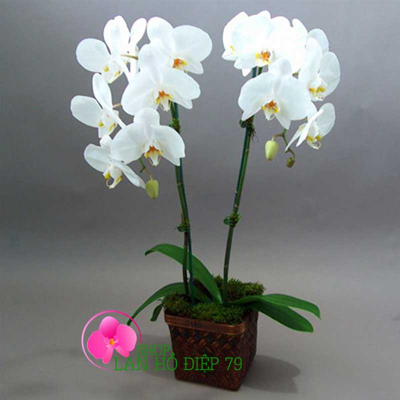 Lan hồ điệp giá rẻ TRMS-88