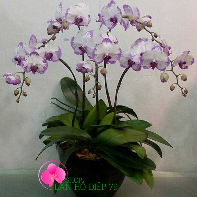 Lan hồ điệp giá rẻ TRMS-89