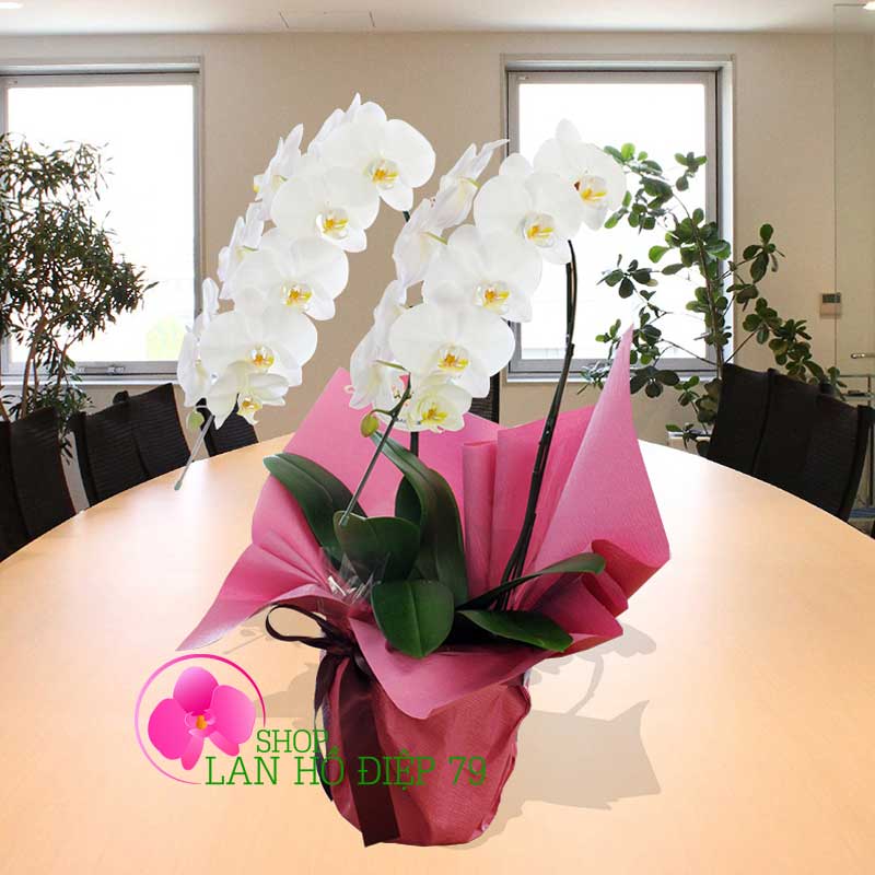 Lan hồ điệp quà tặng TRMS-85