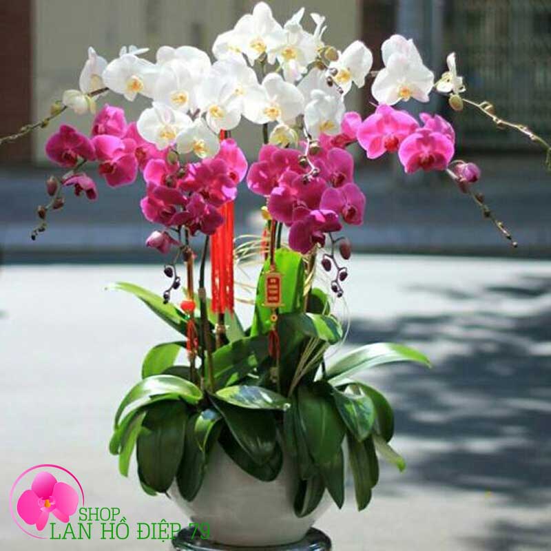 Lan hồ điệp tặng khai trương PMS-01