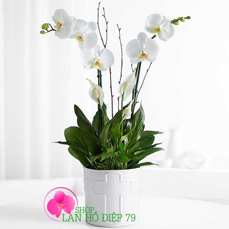 Lan hồ điệp tặng sếp TRMS-91