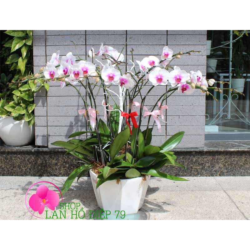 Lan hồ điệp trắng lưỡi tím TRMS-13