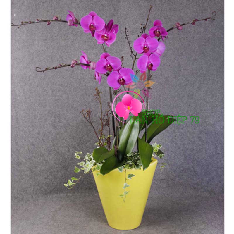 Thiết kế chậu lan hồ điệp đẹp 3 cành màu tím TMS-28