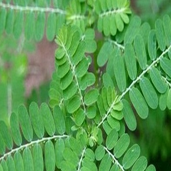 Diệp hạ châu