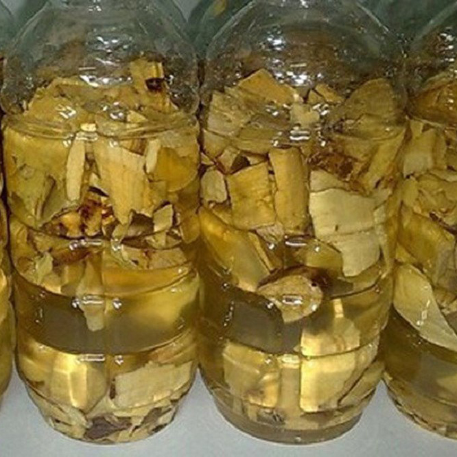 cây mật gấu bắc