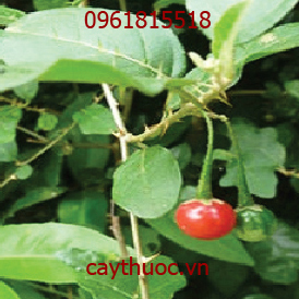 cây cà gai leo tươi