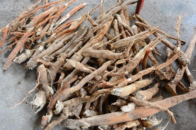 rễ cau chữa yếu sinh lý