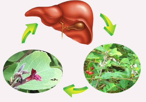 cây an xoa với cà gai leo điều trị viêm gan b