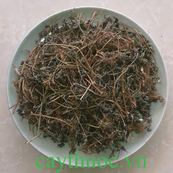 Cây thuốc dòi