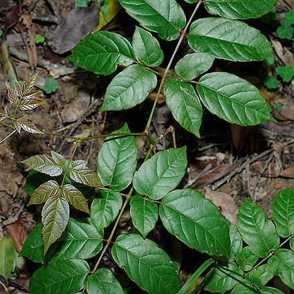 Chè dây chữa bệnh gì?