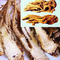 đương quy
