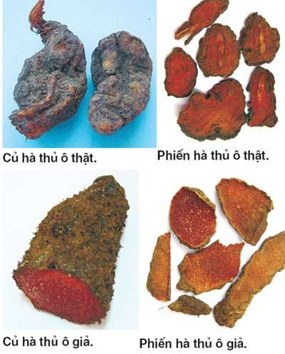 Cách nhận biết cây hà thủ ô Cách nhận biết cây hà thủ ô