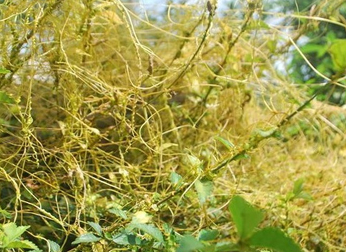 cây thỏ ty tử