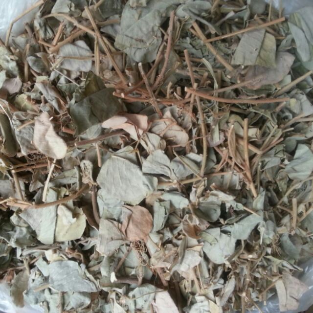 Cây Kim tiền thảo chữa sỏi thận như thế nào? Cây Kim tiền thảo chữa sỏi thận như thế nào?