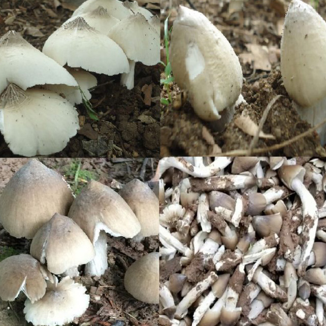 nấm mối bán ở đâu