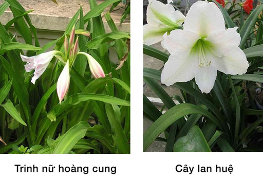 phân biệt trinh nữ hoàng cung với lan huệ