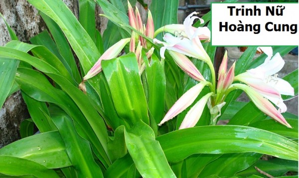 trinh nữ hoàng cung
