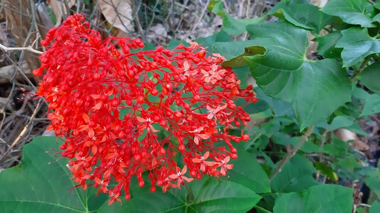 Xích đồng nam có tác dụng gì? Cách dùng xích đồng nam chữa bệnh.