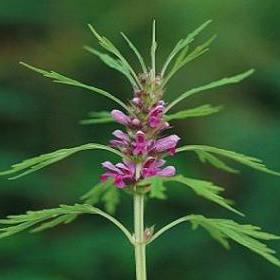 Tác dụng dược lý của Cỏ ích mẫu làm đẹp cho phụ nữ