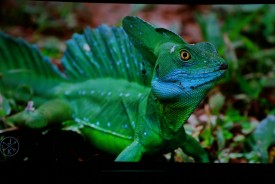 Review trải nghiệm HiMedia Q10 IV kết hợp với máy chiếu 4K của SONY Review trải nghiệm HiMedia Q10 IV kết hợp với máy chiếu 4K của SONY