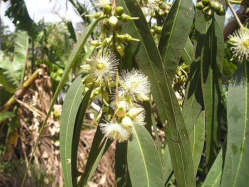hoa bạch đàn