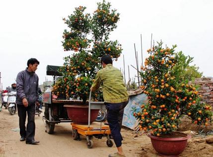 bàn nâng cây cảnh