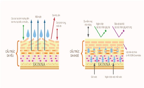 Da mất nước - làm sao cấp nước đủ cho tế bào da